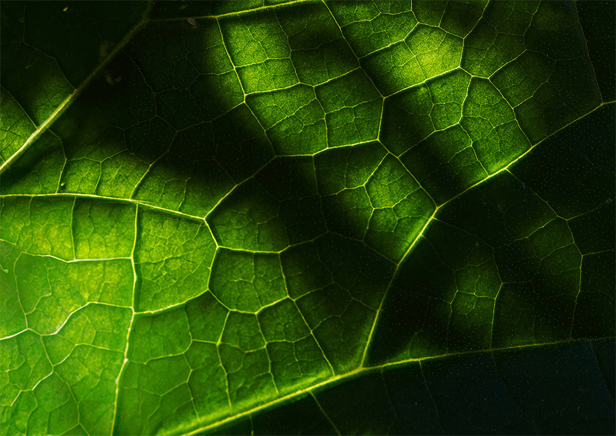 Kind sustainable clean cosmetics formulation